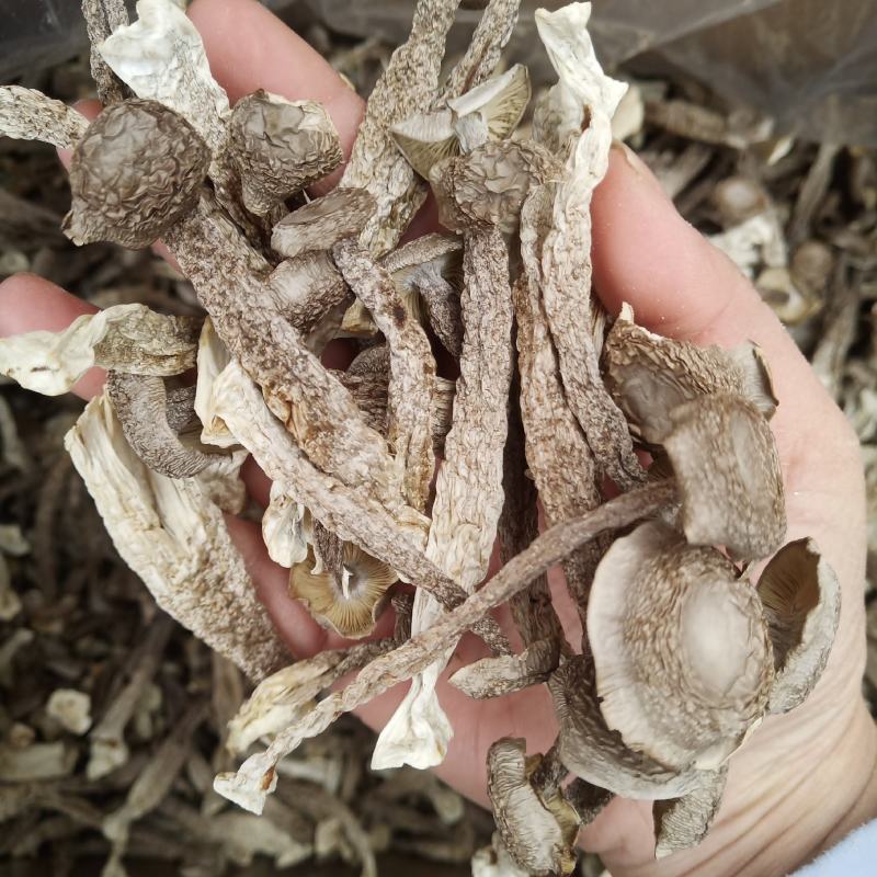 批发.鹿茸菇500克干货菇菌类煮汤鹿茸菇干货食用菌