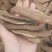 产地货源，菌香浓郁，一件代发黑灵芝切片无碎片