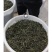 凤凰春蜜兰单枞老树生态