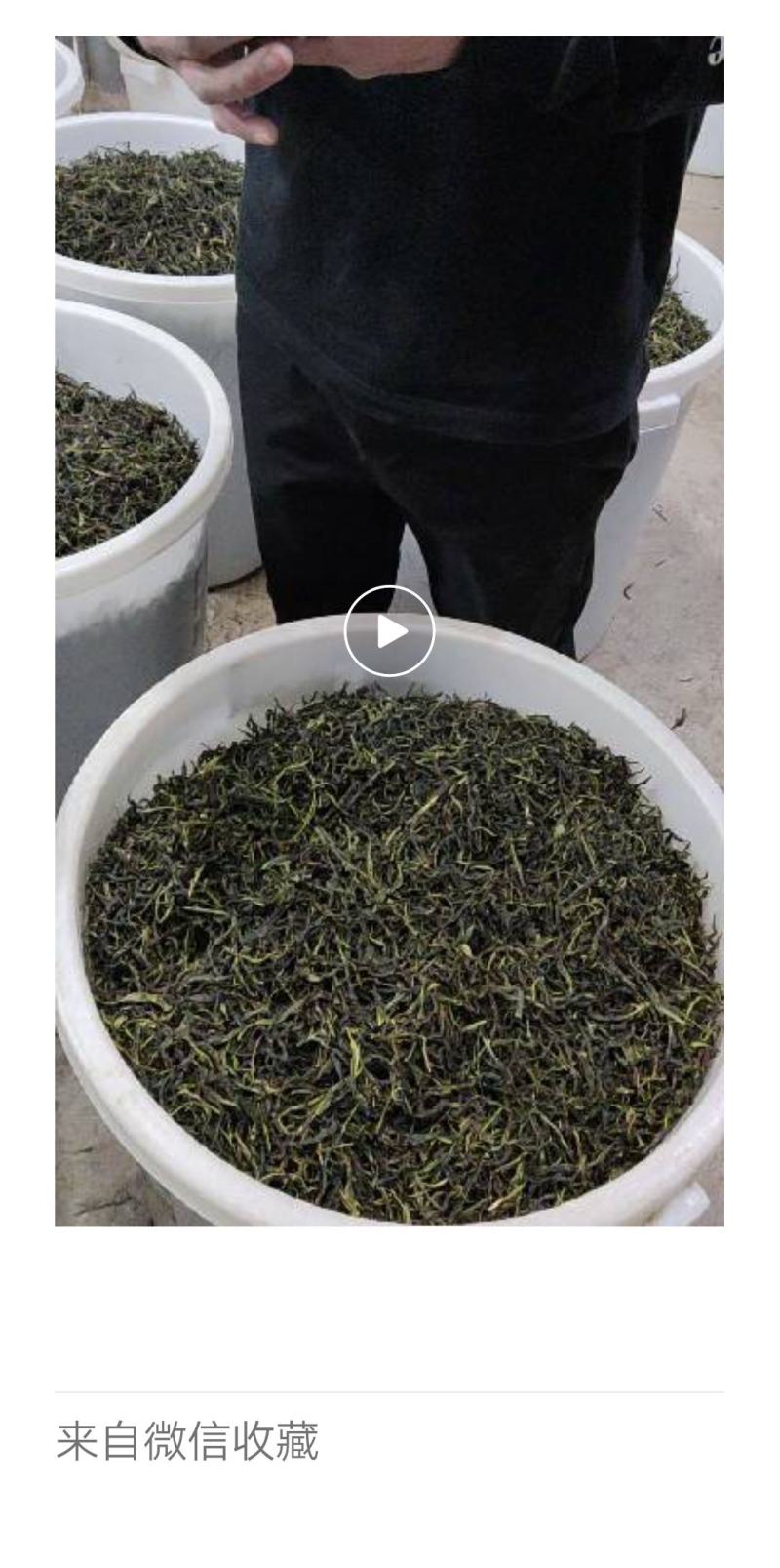 凤凰春蜜兰单枞老树生态
