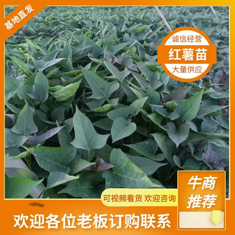 商薯苗/脱毒红薯苗/红薯苗/河南红薯苗/全国发货