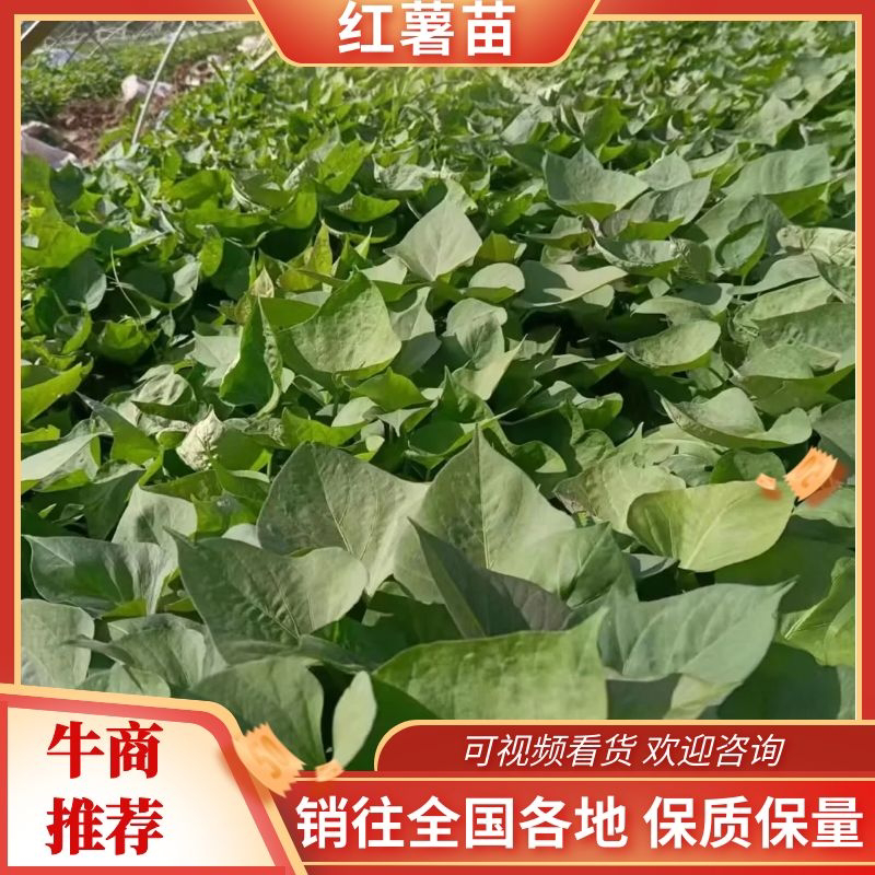 商署苗/西瓜红红薯苗/红薯苗/烟署苗/脱毒红薯苗全国发货