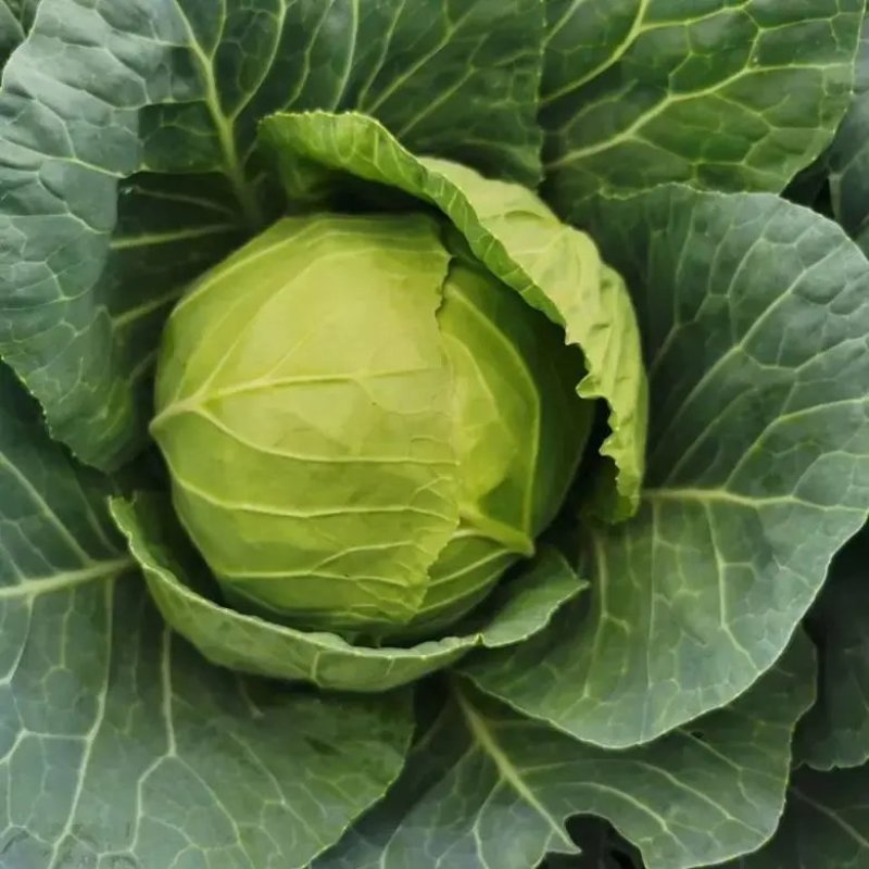 【精品】湖北天门甘蓝圆包菜大量上市产地直供保证质量