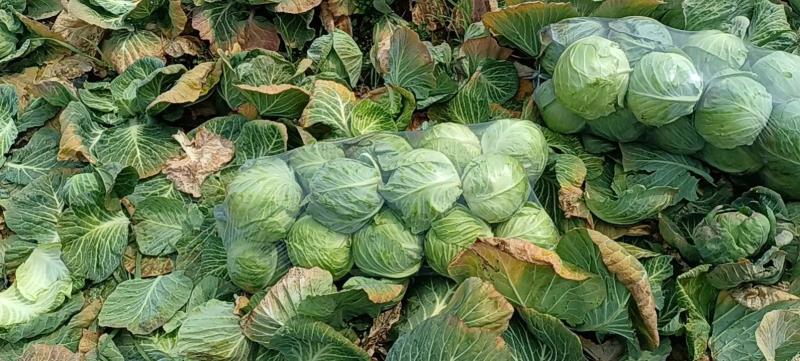 【精品】湖北天门甘蓝圆包菜大量上市产地直供保证质量