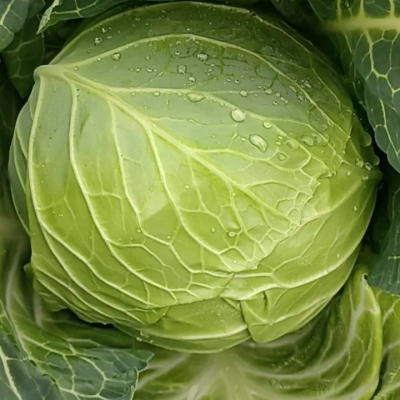 【精品】湖北天门甘蓝圆包菜大量上市产地直供保证质量