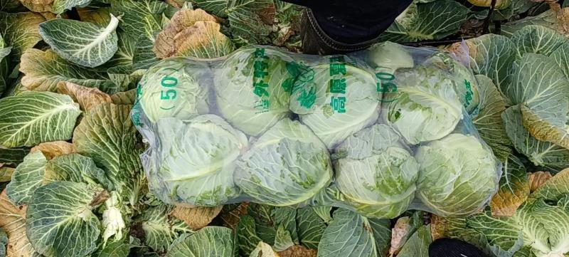 【精品】湖北天门甘蓝圆包菜大量上市产地直供保证质量