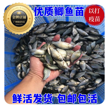 优质大种鲫鱼苗中科五号湘云鲫鱼工程鲫鱼黄金鲫鱼