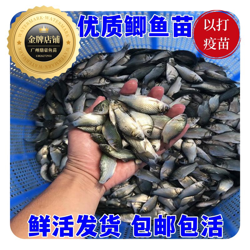优质大种鲫鱼苗中科五号湘云鲫鱼工程鲫鱼黄金鲫鱼