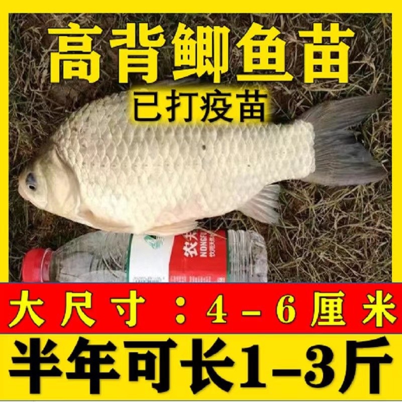 优质大种鲫鱼苗中科五号湘云鲫鱼工程鲫鱼黄金鲫鱼