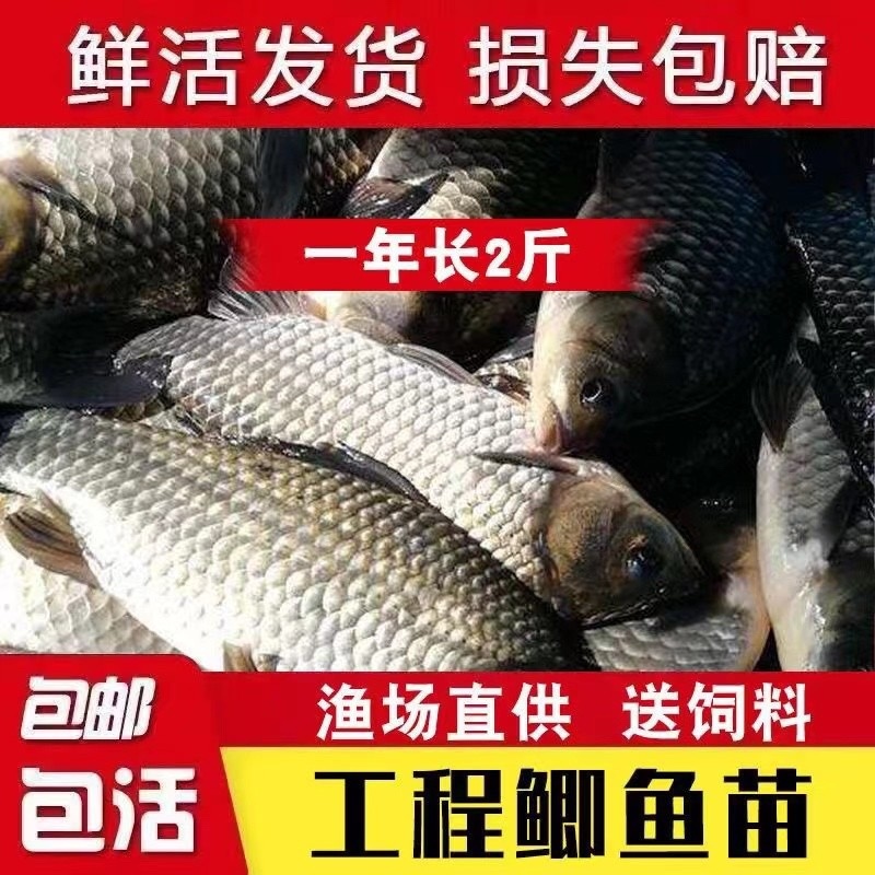 优质大种鲫鱼苗中科五号湘云鲫鱼工程鲫鱼黄金鲫鱼