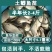 优质大种鲫鱼苗中科五号湘云鲫鱼工程鲫鱼黄金鲫鱼