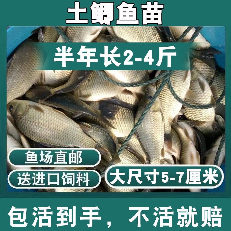 优质大种鲫鱼苗中科五号湘云鲫鱼工程鲫鱼黄金鲫鱼