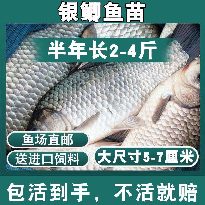 优质大种鲫鱼苗中科五号湘云鲫鱼工程鲫鱼黄金鲫鱼
