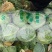 湖北天门甘蓝精品甘蓝圆包菜大量上市产地直供保质