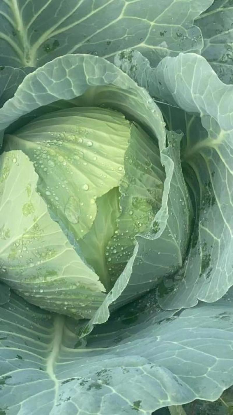 湖北天门甘蓝精品甘蓝圆包菜大量上市产地直供保质