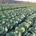 湖北天门甘蓝精品甘蓝圆包菜大量上市产地直供保质