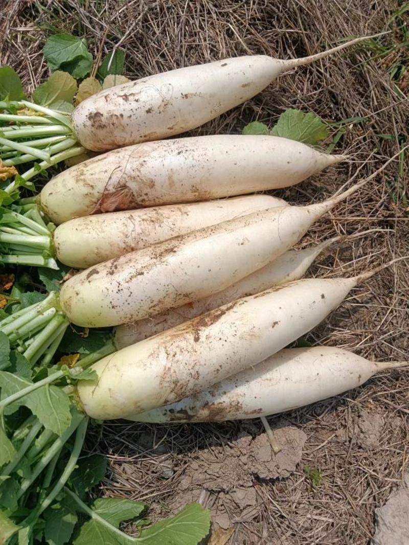 白萝卜，大量上市中产地直销全国发货