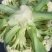 菜花金乡有机花菜济宁金乡县菜花大量上市精品有机菜花一手货