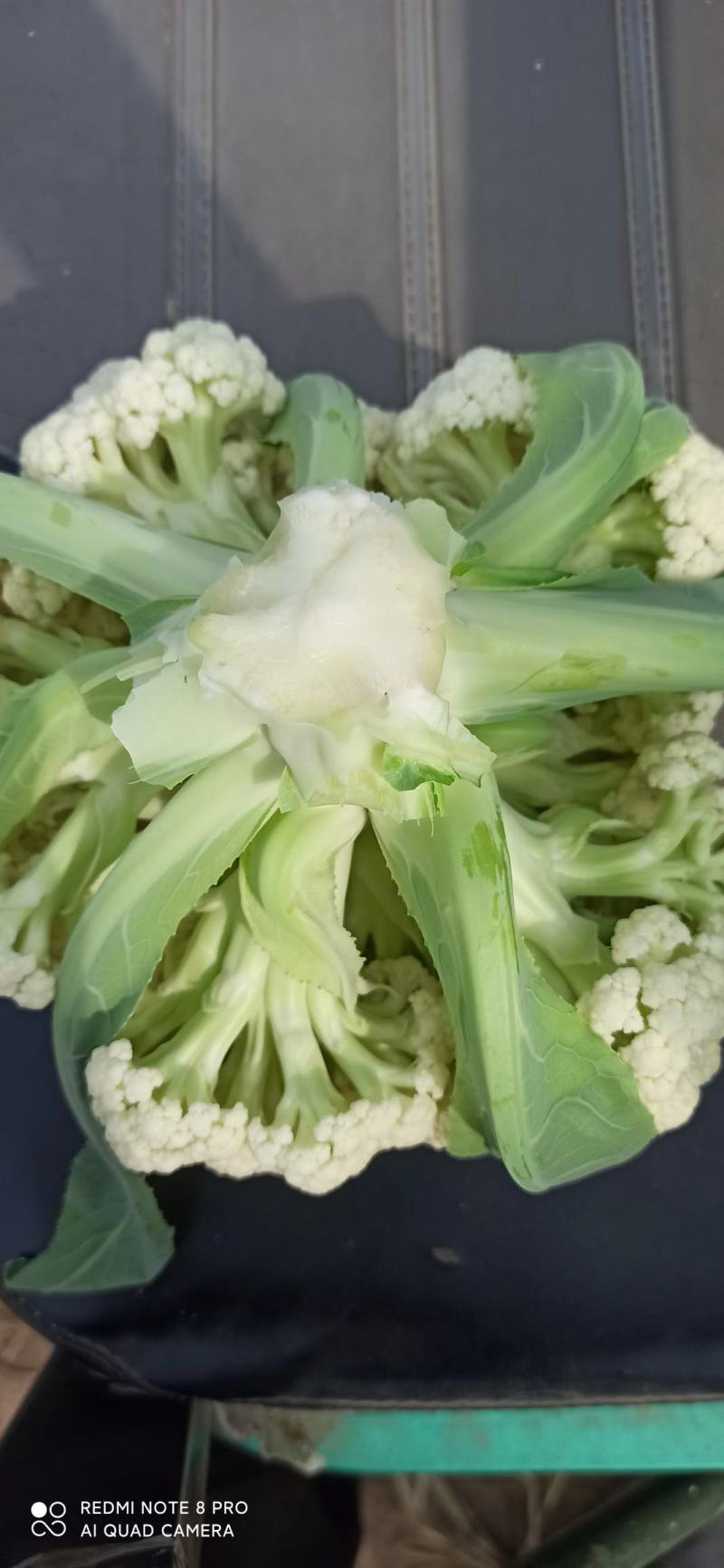 菜花金乡有机花菜济宁金乡县菜花大量上市精品有机菜花一手货