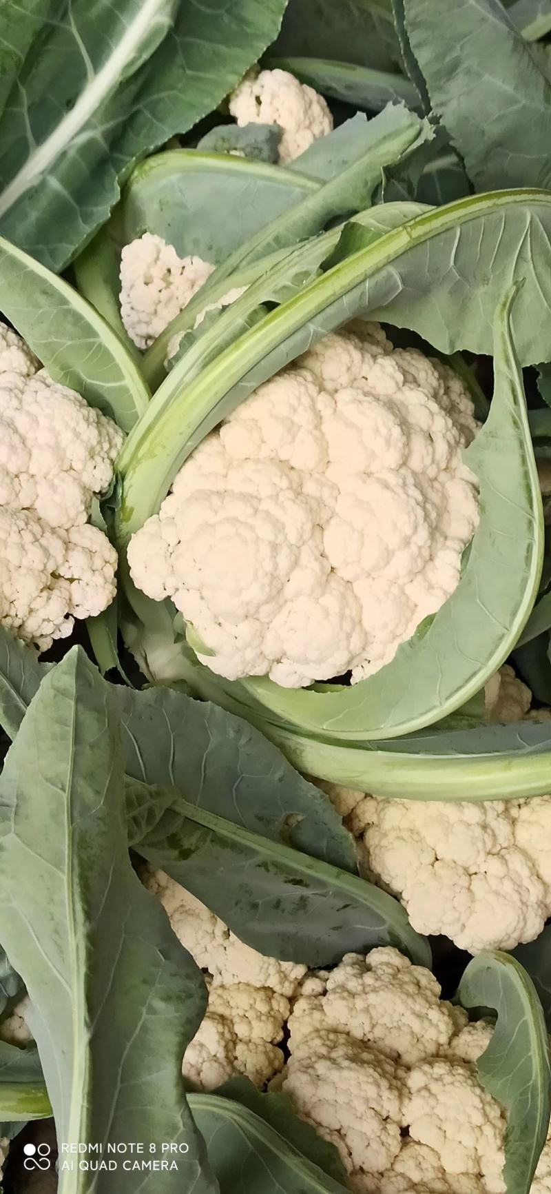 菜花金乡有机花菜济宁金乡县菜花大量上市精品有机菜花一手货