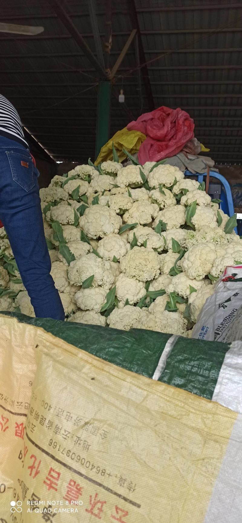 菜花金乡有机花菜济宁金乡县菜花大量上市精品有机菜花一手货