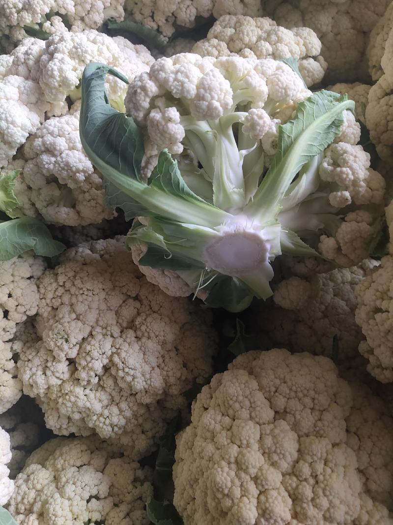 菜花金乡有机花菜济宁金乡县菜花大量上市精品有机菜花一手货
