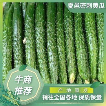 【实力牛商推荐】夏邑黄瓜大量上市中货源稳定精选好货