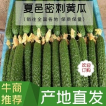 【牛商推荐】夏邑黑油黄瓜大量上市中现摘现发全国发货