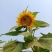 葵花籽