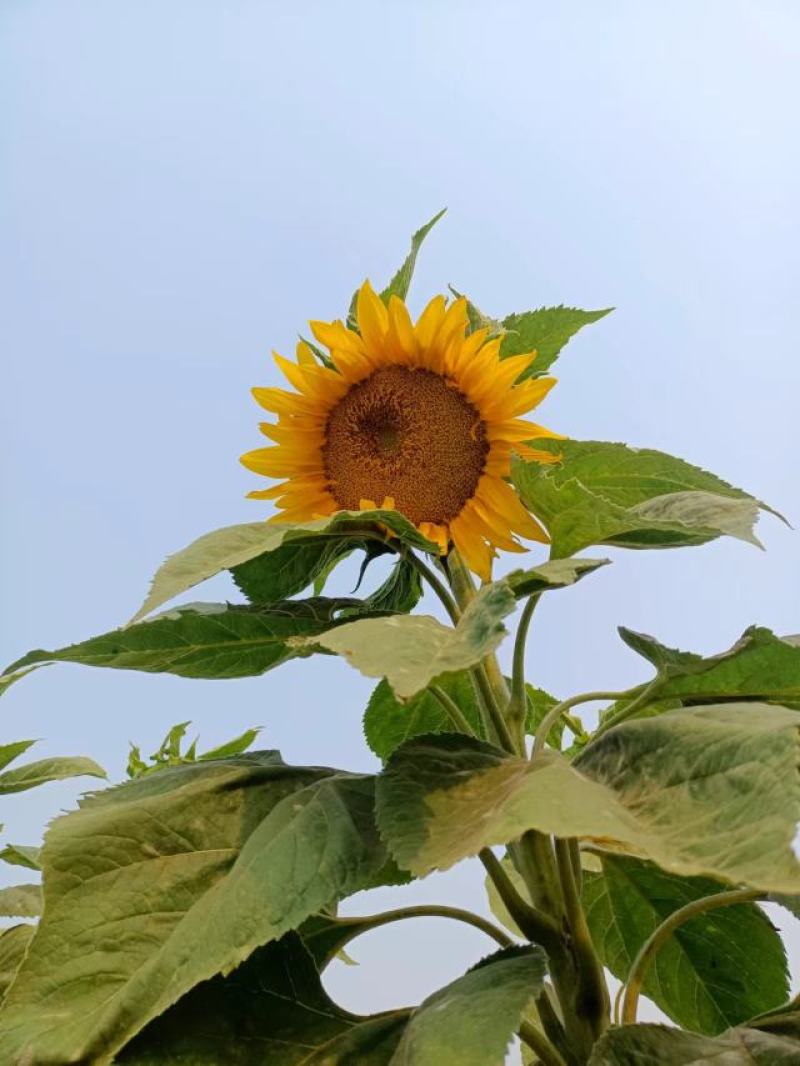 葵花籽