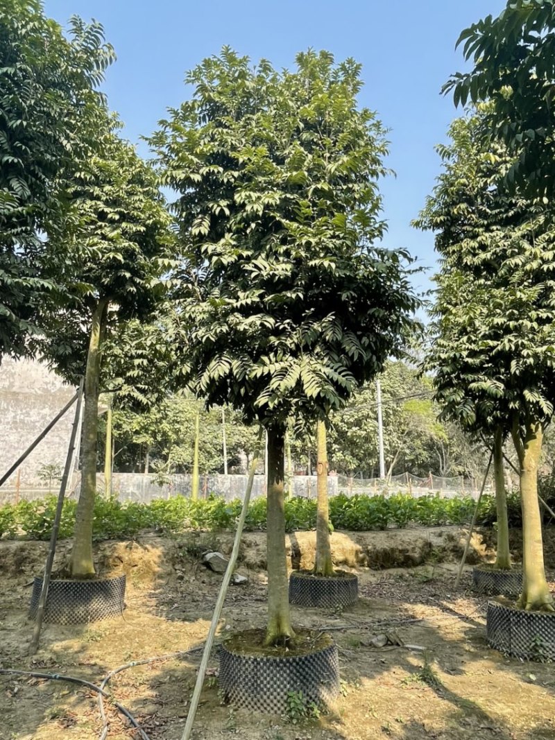 仁面子