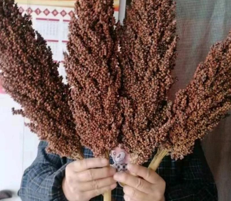 冀酿4号高粱种子新品种产量高矮杆大穗全糯价高