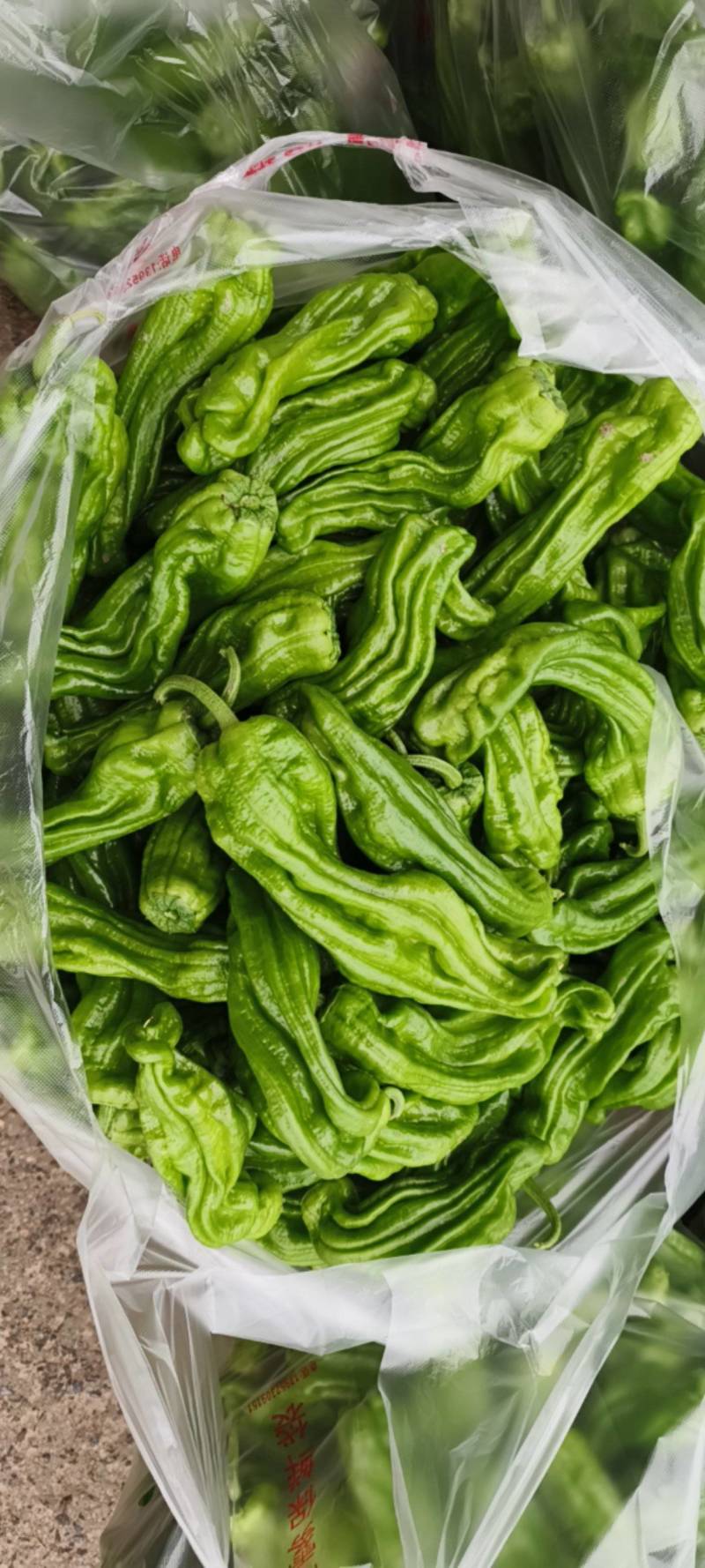 薄皮椒