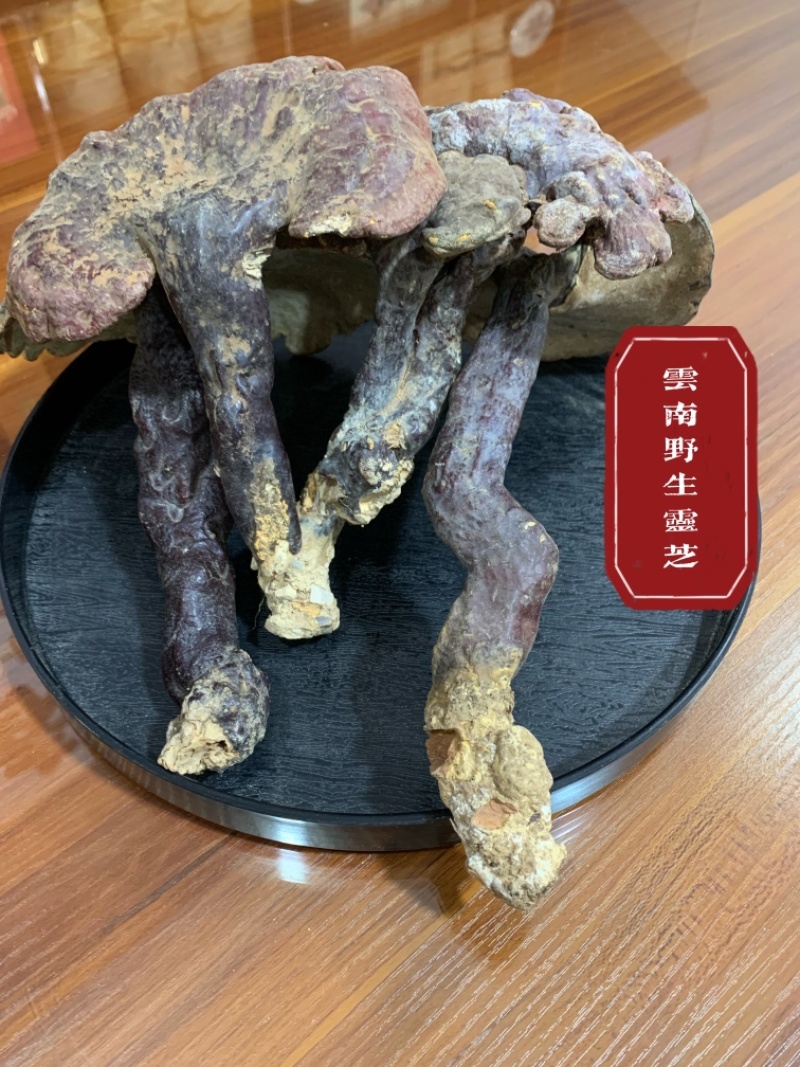 云南深山野生灵芝整枝灵芝正品天然菌灵芝可切片磨粉