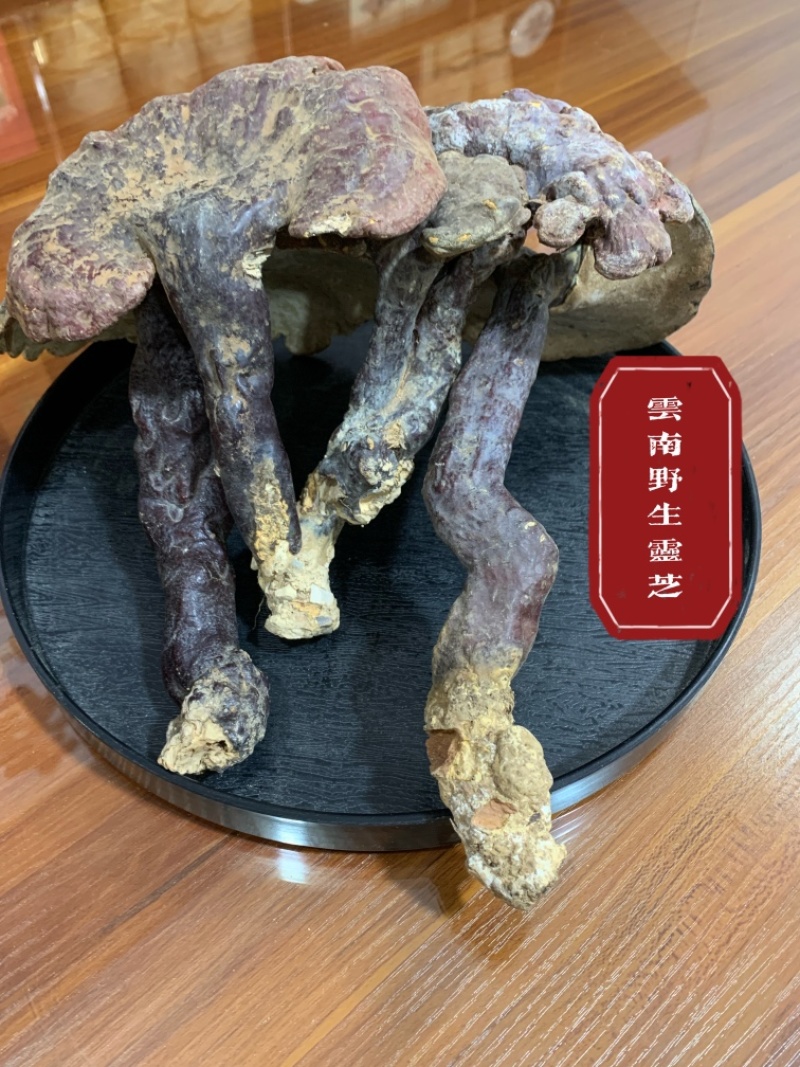 云南深山野生灵芝整枝灵芝正品天然菌灵芝可切片磨粉
