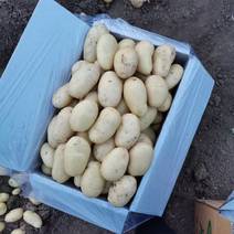 黄心土豆1.5-3两、2-4两、3两以上超市电商全年供应