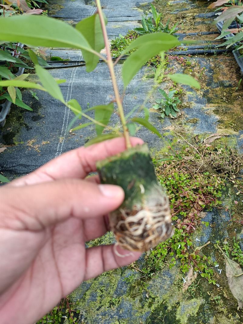 26272829号桉树组培轻袋苗