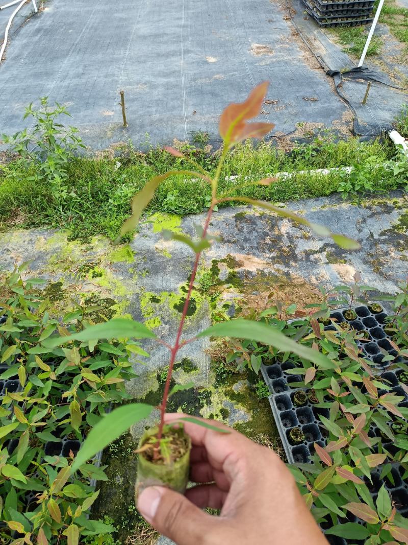 26272829号桉树组培轻袋苗