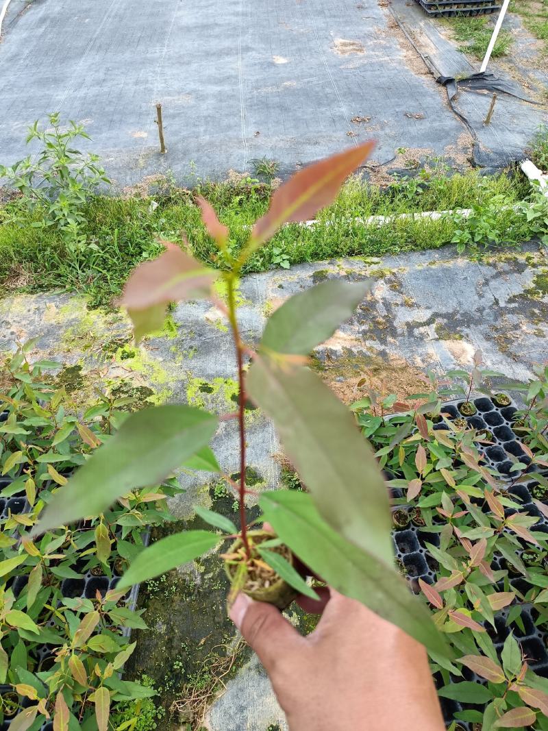 26272829号桉树组培轻袋苗