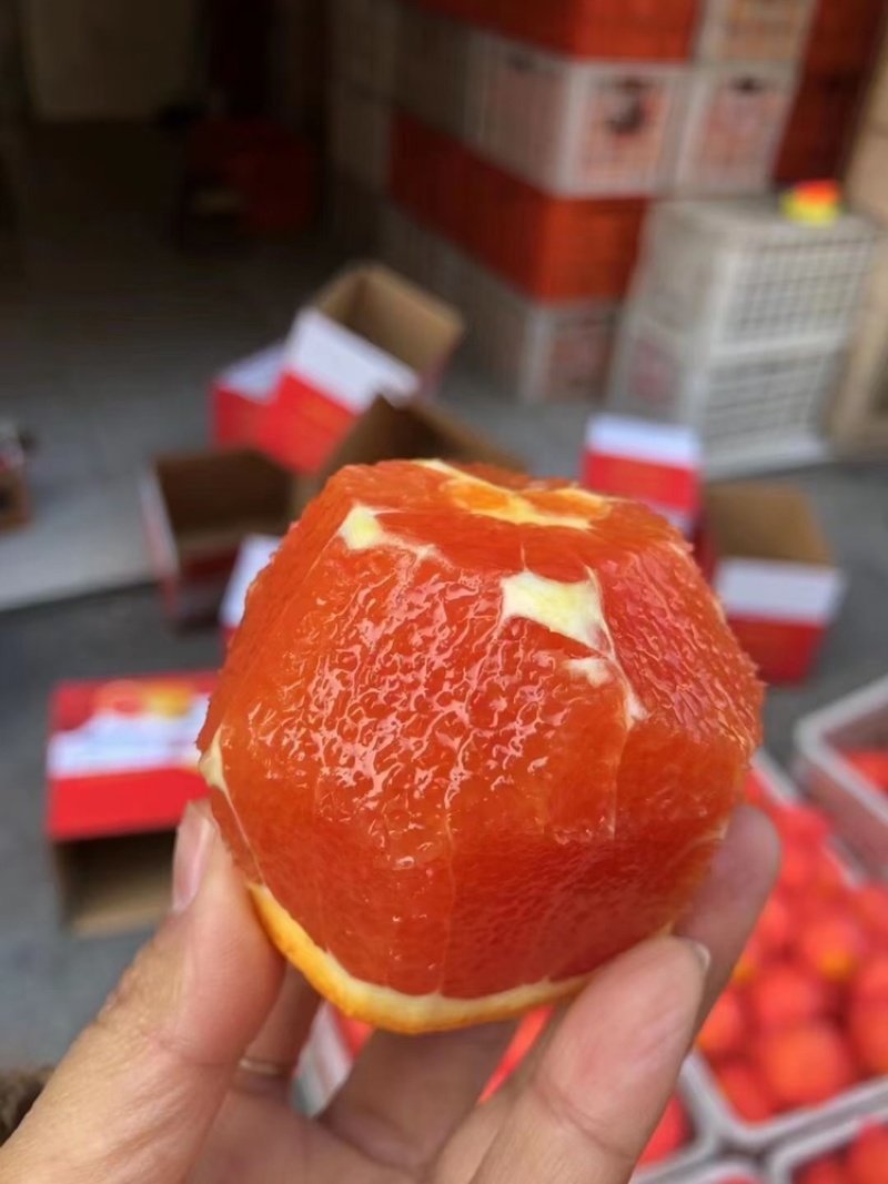 【推荐】血橙中华红橙子大量上市稳定货源可视频看货