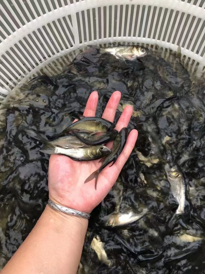 各种规矩花鲢鱼