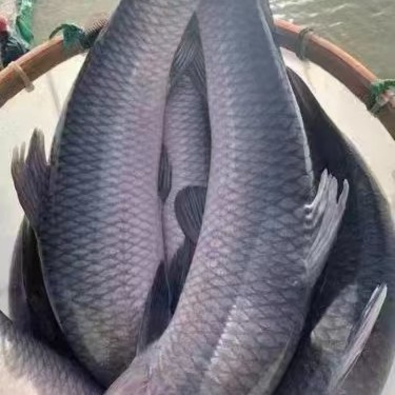 各种规格青鱼