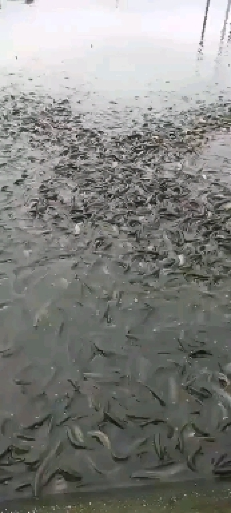 各种规格青鱼
