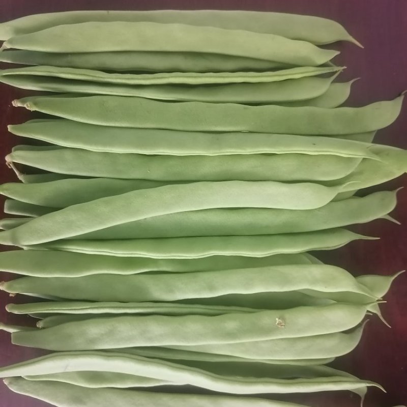 商河扁青芸豆
