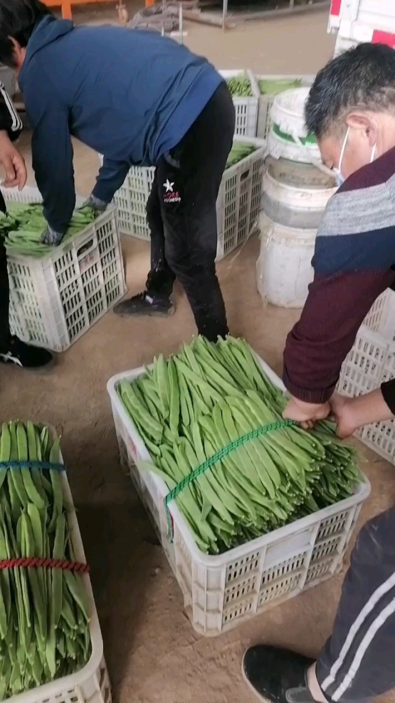 商河扁青芸豆