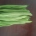 商河扁青芸豆