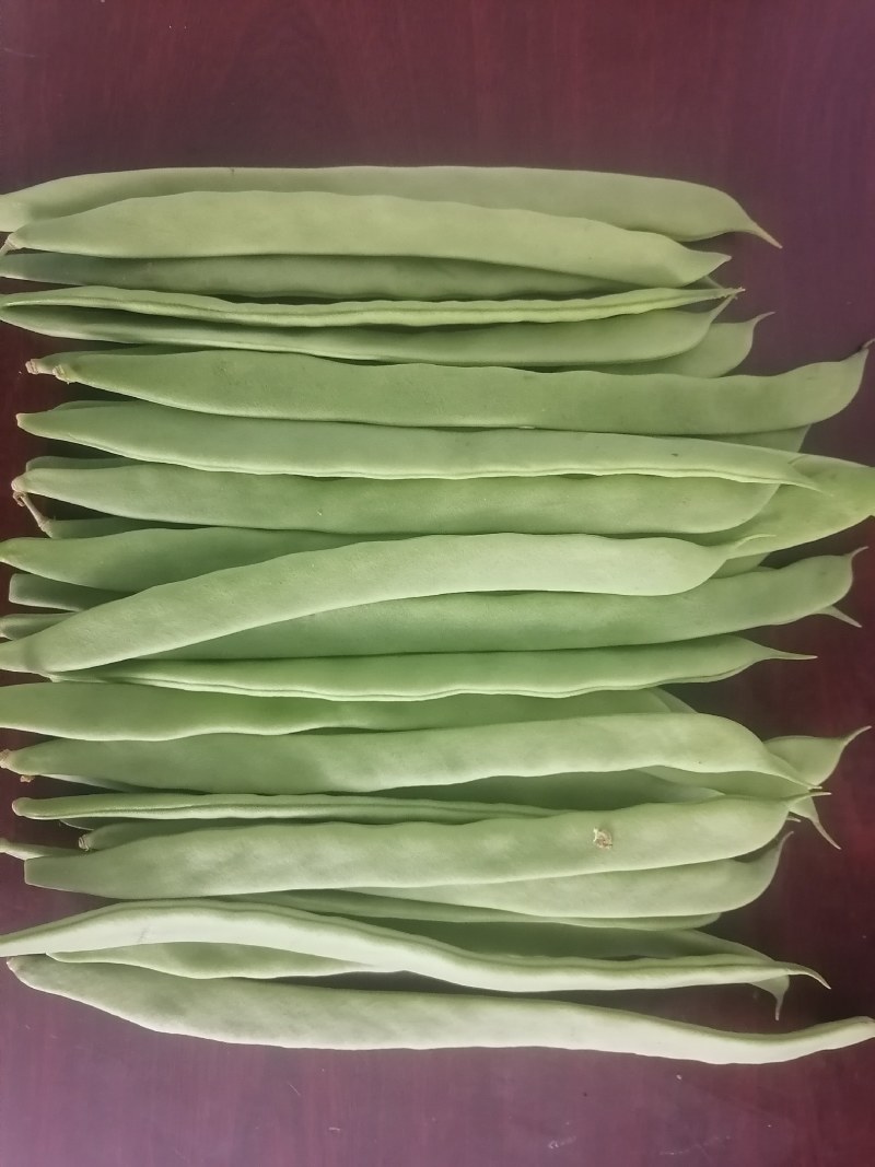商河扁青芸豆