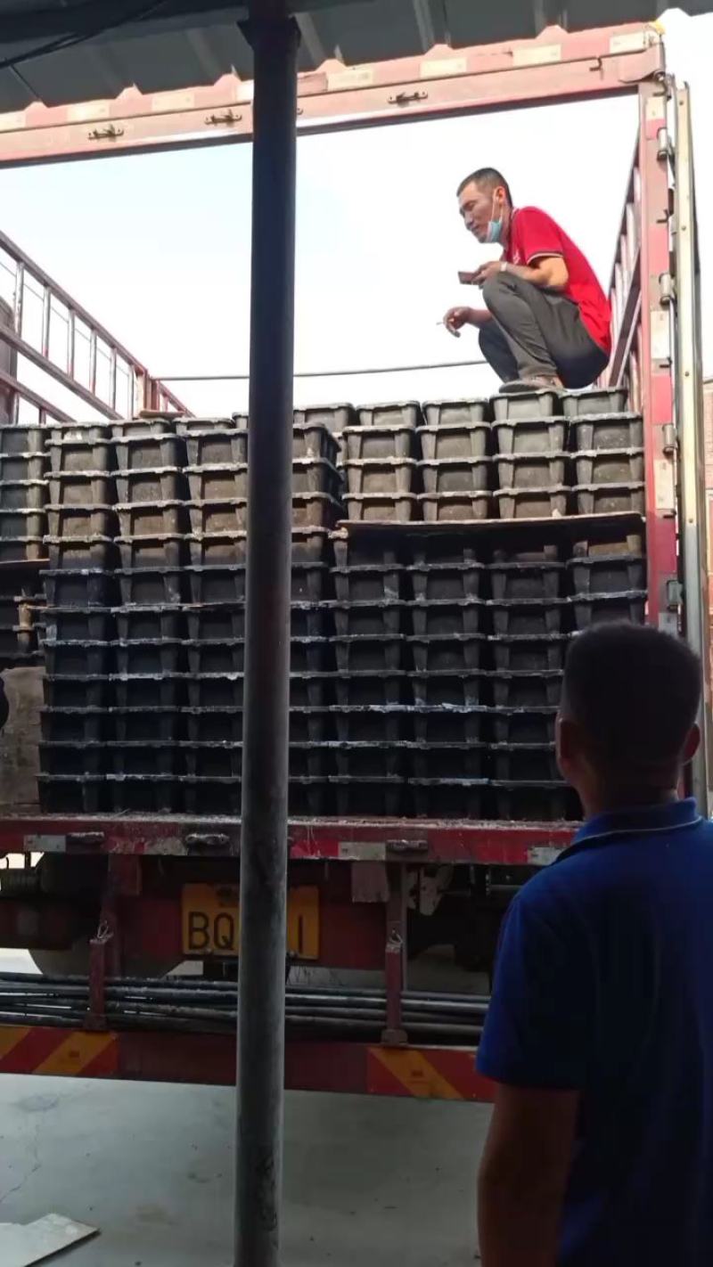 海蜇头海蜇叶海蜇皮红头单角规格齐全产地直发