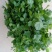 金乡大叶香菜20~30厘米质优价廉单县香菜新苗上市