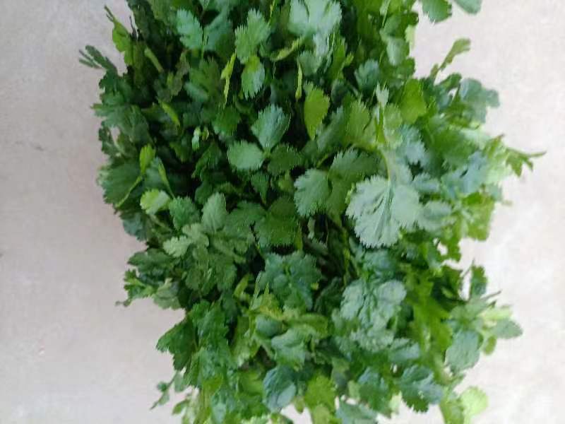 金乡大叶香菜20~30厘米质优价廉单县香菜新苗上市